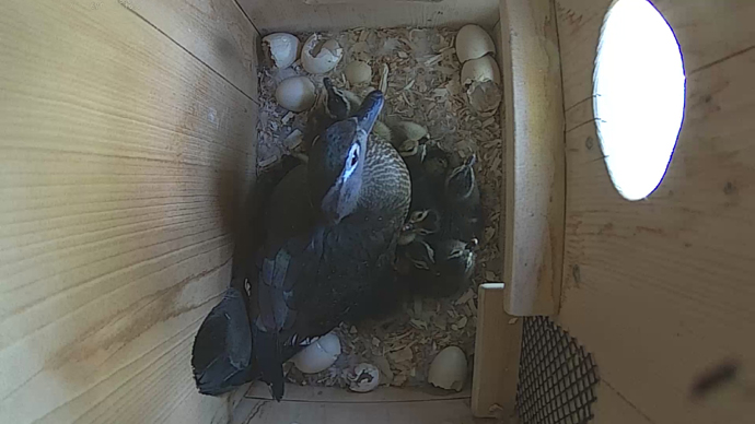 WEB ADJ video ducklings JPG