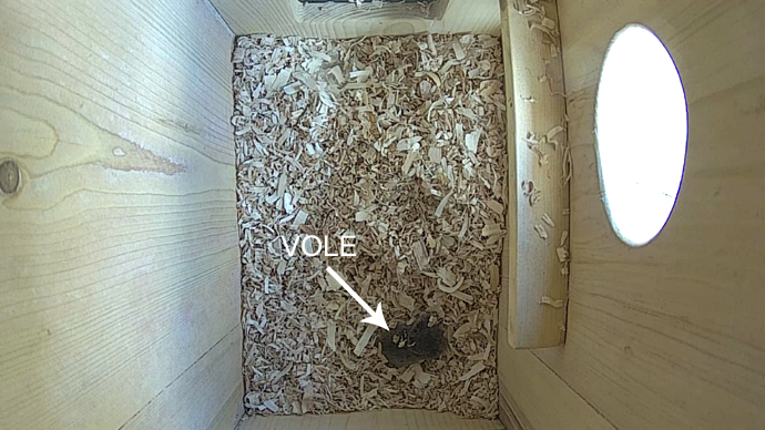 WEB ADJ vidvbneo VOLE 1 JPG