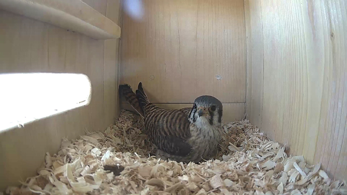 WEB  ADJ  video19 JPG