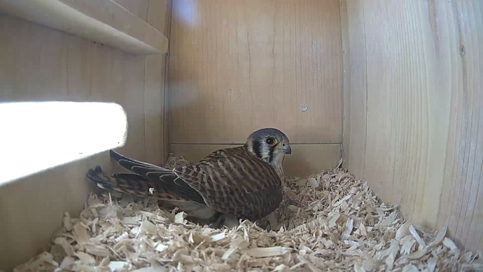 WEB   ADJ video16 JPG