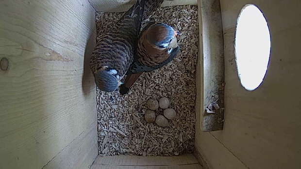 690 x 388 ADJ TOP INSIDE CAM Snapshot