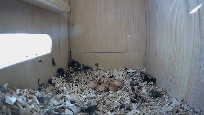 WEB ADJ 6 EGGS SIDE video20 JPG