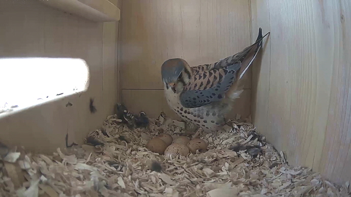 WEB ADJ k MK IN 5 EGGS #2 Snapshot JPG