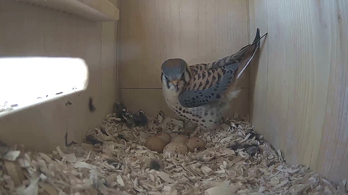 WEB ADJ k MK IN 5 EGGS #3 Snapshot JPG
