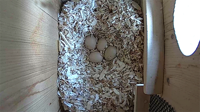 WEB ADJ video WD 4 EGGS JPG